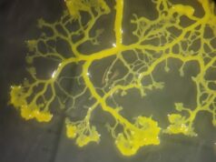 Пересувається лабіринтами та створює складні транспортні мережі: що це за чудернацький організм Пересувається-лабіринтами-та-створює-складні-транспортні-мережі:-що-це-за-чудернацький-організм