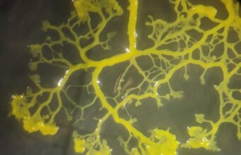 Пересувається лабіринтами та створює складні транспортні мережі: що це за чудернацький організм Пересувається-лабіринтами-та-створює-складні-транспортні-мережі:-що-це-за-чудернацький-організм