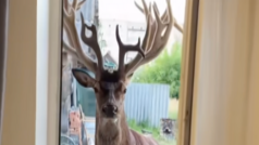 Олень Борис зазнав важких травм внаслідок ДТП на Рівненщині Зірку-Полісся-оленя-Бориса-важко-поранили.-Що-сталось-і-який-його-стан