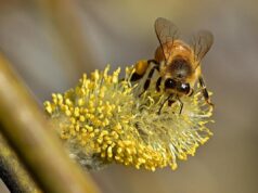 25 березня українців порадує 15-градусне тепло 25-березня-українців-порадує-15-градусне-тепло