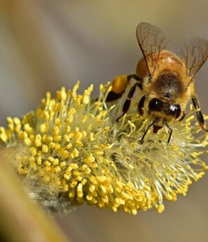 25-березня-українців-порадує-15-градусне-тепло