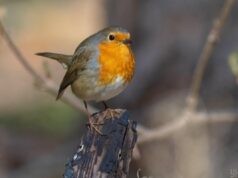 Комфортне тепло потішить українців 26 березня, – синоптикиня Діденко Комфортне-тепло-потішить-українців-26-березня,-–-синоптикиня-Діденко