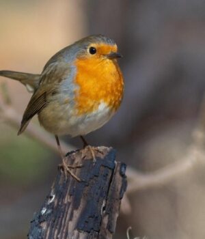 Комфортне-тепло-потішить-українців-26-березня,-–-синоптикиня-Діденко