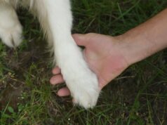 Собаки почали жити з людьми набагато раніше, ніж вважалося: що з’ясували вчені Собаки-почали-жити-з-людьми-набагато-раніше,-ніж-вважалося:-що-з’ясували-вчені