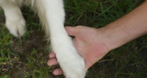 Собаки почали жити з людьми набагато раніше, ніж вважалося: що з’ясували вчені Собаки-почали-жити-з-людьми-набагато-раніше,-ніж-вважалося:-що-з’ясували-вчені