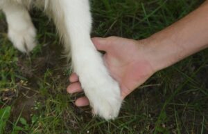 Собаки почали жити з людьми набагато раніше, ніж вважалося: що з’ясували вчені Собаки-почали-жити-з-людьми-набагато-раніше,-ніж-вважалося:-що-з’ясували-вчені