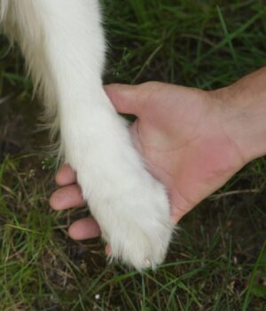 Собаки-почали-жити-з-людьми-набагато-раніше,-ніж-вважалося:-що-з’ясували-вчені