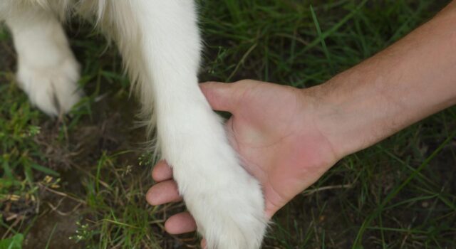 Собаки почали жити з людьми набагато раніше, ніж вважалося: що з’ясували вчені Собаки-почали-жити-з-людьми-набагато-раніше,-ніж-вважалося:-що-з’ясували-вчені