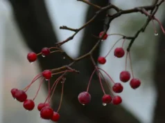 В Україні 26 березня місцями пройдуть дощі, вдень до +18° В Україні 26 березня місцями пройдуть дощі, вдень до +18°