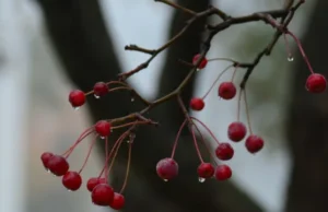 В Україні 26 березня місцями пройдуть дощі, вдень до +18° В Україні 26 березня місцями пройдуть дощі, вдень до +18°