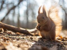Тепло наростає: у середині тижня Україну розігріє до +17° Тепло-наростає:-у-середині-тижня-Україну-розігріє-до-+17°