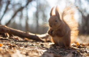 Тепло наростає: у середині тижня Україну розігріє до +17° Тепло-наростає:-у-середині-тижня-Україну-розігріє-до-+17°