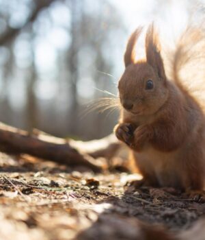 Тепло-наростає:-у-середині-тижня-Україну-розігріє-до-+17° Тепло-наростає:-у-середині-тижня-Україну-розігріє-до-+17°