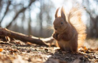 Тепло наростає: у середині тижня Україну розігріє до +17° Тепло-наростає:-у-середині-тижня-Україну-розігріє-до-+17°
