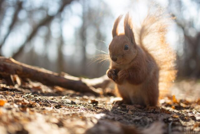 Тепло наростає: у середині тижня Україну розігріє до +17° Тепло-наростає:-у-середині-тижня-Україну-розігріє-до-+17°