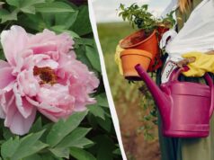 Натуральні “стероїди” для півоній: чим підгодувати квіти без хімії Натуральні-“стероїди”-для-півоній:-чим-підгодувати-квіти-без-хімії