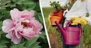 Натуральні “стероїди” для півоній: чим підгодувати квіти без хімії Натуральні-“стероїди”-для-півоній:-чим-підгодувати-квіти-без-хімії