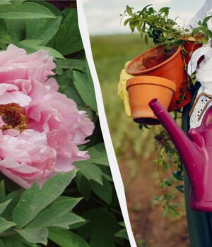 Натуральні-“стероїди”-для-півоній:-чим-підгодувати-квіти-без-хімії