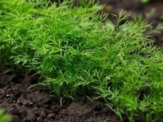 Ефективний метод посіву кропу: технологія, яка дозволяє отримати перші сходи вже за 5–7 днів Ефективний-метод-посіву-кропу:-технологія,-яка-дозволяє-отримати-перші-сходи-вже-за 5–7-днів