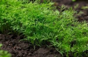 Ефективний метод посіву кропу: технологія, яка дозволяє отримати перші сходи вже за 5–7 днів Ефективний-метод-посіву-кропу:-технологія,-яка-дозволяє-отримати-перші-сходи-вже-за 5–7-днів