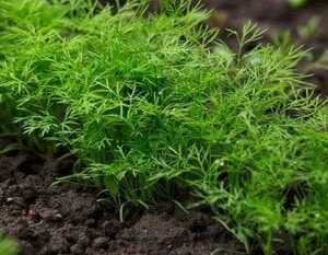 Ефективний-метод-посіву-кропу:-технологія,-яка-дозволяє-отримати-перші-сходи-вже-за 5–7-днів