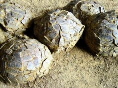 У Франції виявили сотні яєць динозаврів, похованих 70 мільйонів років тому У-Франції-виявили-сотні-яєць-динозаврів,-похованих-70-мільйонів-років-тому