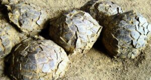 У Франції виявили сотні яєць динозаврів, похованих 70 мільйонів років тому У-Франції-виявили-сотні-яєць-динозаврів,-похованих-70-мільйонів-років-тому