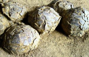 У Франції виявили сотні яєць динозаврів, похованих 70 мільйонів років тому У-Франції-виявили-сотні-яєць-динозаврів,-похованих-70-мільйонів-років-тому