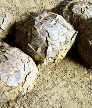 У-Франції-виявили-сотні-яєць-динозаврів,-похованих-70-мільйонів-років-тому