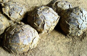 У Франції виявили сотні яєць динозаврів, похованих 70 мільйонів років тому У-Франції-виявили-сотні-яєць-динозаврів,-похованих-70-мільйонів-років-тому