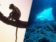 У підводній печері виявили величезну колекцію скам’янілостей вимерлих мавп У-підводній-печері-виявили-величезну-колекцію-скам’янілостей-вимерлих-мавп