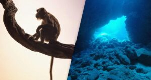 У підводній печері виявили величезну колекцію скам’янілостей вимерлих мавп У-підводній-печері-виявили-величезну-колекцію-скам’янілостей-вимерлих-мавп