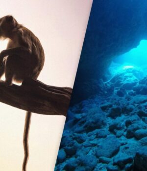 У-підводній-печері-виявили-величезну-колекцію-скам’янілостей-вимерлих-мавп У-підводній-печері-виявили-величезну-колекцію-скам’янілостей-вимерлих-мавп