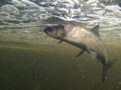 Прісноводні риби масово зникають з річок: екологи б’ють на сполох Прісноводні-риби-масово-зникають-з-річок:-екологи-б’ють-на-сполох