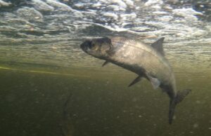 Прісноводні риби масово зникають з річок: екологи б’ють на сполох Прісноводні-риби-масово-зникають-з-річок:-екологи-б’ють-на-сполох