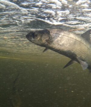 Прісноводні-риби-масово-зникають-з-річок:-екологи-б’ють-на-сполох Прісноводні-риби-масово-зникають-з-річок:-екологи-б’ють-на-сполох