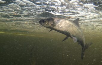 Прісноводні риби масово зникають з річок: екологи б’ють на сполох Прісноводні-риби-масово-зникають-з-річок:-екологи-б’ють-на-сполох