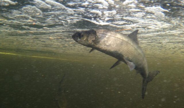 Прісноводні риби масово зникають з річок: екологи б’ють на сполох Прісноводні-риби-масово-зникають-з-річок:-екологи-б’ють-на-сполох
