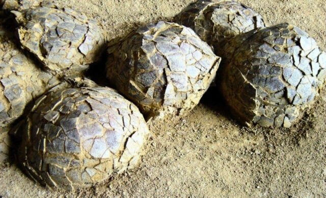 У Франції знайшли сотні яєць динозаврів, похованих 70 мільйонів років тому У-Франції-знайшли-сотні-яєць-динозаврів,-похованих-70-мільйонів-років-тому