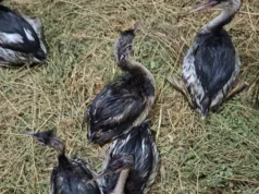 В Одеській області випустили врятованих пірникоз В Одеській області випустили врятованих пірникоз