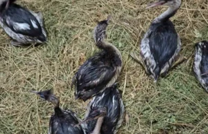 В Одеській області випустили врятованих пірникоз В Одеській області випустили врятованих пірникоз