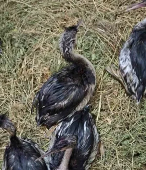 f8926e2b6694bd1b.webp В Одеській області випустили врятованих пірникоз