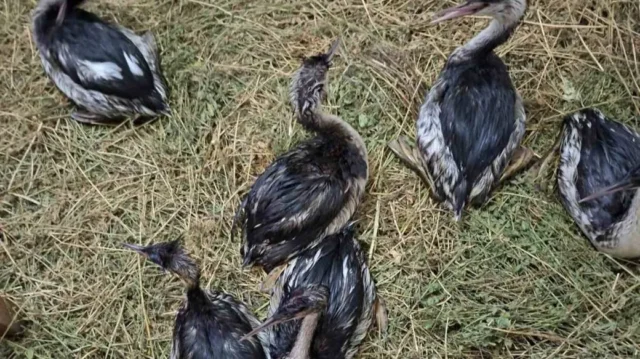 В Одеській області випустили врятованих пірникоз В Одеській області випустили врятованих пірникоз