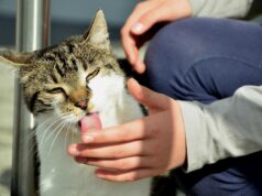 Навіщо кіт вас вилизує: ветеринари знають причину Навіщо-кіт-вас-вилизує:-ветеринари-знають-причину