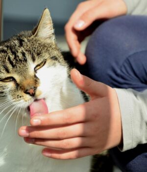 Навіщо-кіт-вас-вилизує:-ветеринари-знають-причину