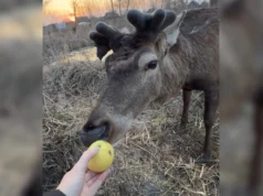 Поранений олень Борис уже ходить і навіть гуляє Поранений олень Борис уже ходить і навіть гуляє