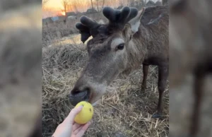 Поранений олень Борис уже ходить і навіть гуляє Поранений олень Борис уже ходить і навіть гуляє