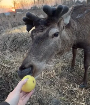 ebbebdba63984491.webp Поранений олень Борис уже ходить і навіть гуляє