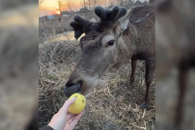Поранений олень Борис уже ходить і навіть гуляє Поранений олень Борис уже ходить і навіть гуляє