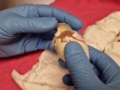 Митники почули дивні звуки: в аеропорту Схіпгол виявили контрабанду понад 260 яєць папуг Митники-почули-дивні-звуки:-в-аеропорту-Схіпгол-виявили-контрабанду-понад-260-яєць-папуг